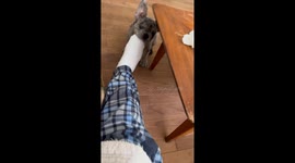 Cute puppy won't stop biting owner's toes