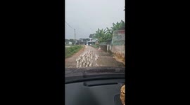 Flock of ducks disrupts traffic in Vietnam