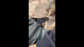 Monkey playfully opens bag in Guizhou, China