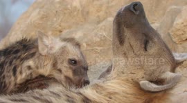 Baby hyena pampers mother with a grooming session and she absolutely loves it