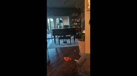 'Where's my food?' Hungry pug continuously bangs empty bowl