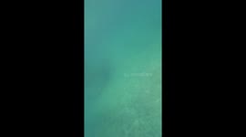 Meet Misa the dog with extremely impressive dives