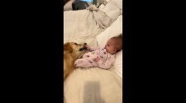 A precious bond forming between 5 month old and her 10 month old Golden Retriever.