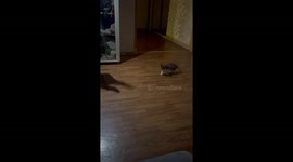 Kitten Plays With Shadow Hand