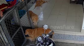 Clever Golden Retriever opens cage door and shuts it behind himself