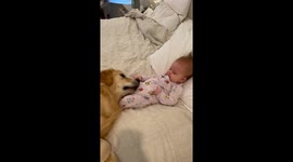 Heartwarming morning routine between 5-month-old baby and her 10-month-old Golden Retriever