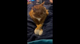 Sneeze Interrupts Cat's Nap