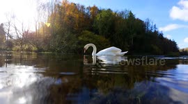 A gracious swan (cob) caught ducking for food. Surface and underwater footage.