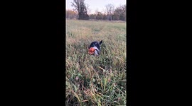 Zoomies at dusk: Tuxedo cat Jack Spicer’s farm adventure