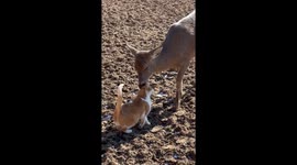 Friendly Deer Gives Cat a Bath
