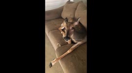 Conversation With Deer On Patio Couch