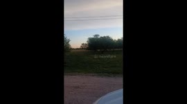 Sky full of spiders: Argentina discovers spider society in survival mode