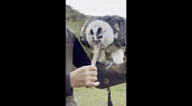 Bearded Vulture Swallows a Big Bone