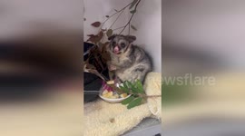 Australia: Orphaned Possum Joey Gets Second Chance at Life at Perth Zoo