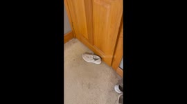 Orange Cat Tries to Grab Shoe From Under Door