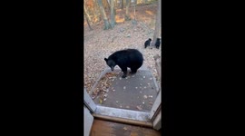 Giving a Drink of Water to Some Thirsty Bears
