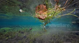 Underwater view of beautiful swan(cob) feeding off the river bed on river Lathkill, Derbyshire UK 4K.