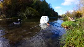 A beautiful swan(cob) being annoyed by the ducks whilst feeding off the river bed on river Lathkill, Derbyshire UK 4K.