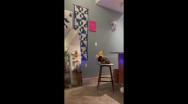 Cat in the Banana Hat