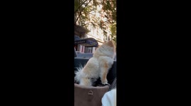 Puppy Howls Along With Ambulance Siren