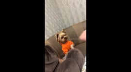 Jealous Yorkie Bites Hand