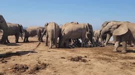 Elephants Get Into Scuffle at Watering Hole