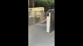 Cautious pet corgi braves automatic gate