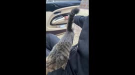 Stray cat sneaks into Bentley, seemingly seeking a wealthy owner