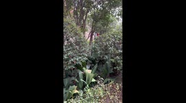 Giant plant appears to dance in time with music in park