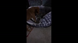 Kind pet dog shares kennel with cat in China