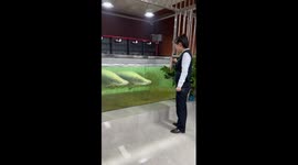 Giant arapaima fish leaps from tank and startles feeder