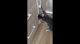 Cat showcases impressive cabinet-opening skills in Odesa