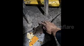 Chinese coal miners befriend rat deep underground and feed it each day