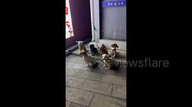 Dogs patiently watch as their owners take part in dance class in China