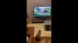 Pet meerkat utterly engrossed by 'Lion King' as it plays on owner's TV