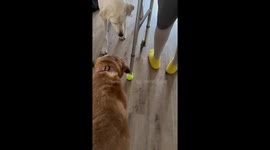 Dog attempts to catch tennis ball while following elderly walker