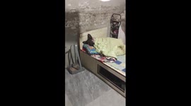 Tired sheepdog naps under blanket in China