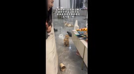 Cat mimics dog behavior while begging for food