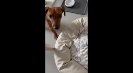 Dachshund searches for banana slice stuck behind its ear