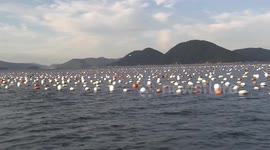 South Korea: South Korean oyster farmers bear loss as seawater temperature rises