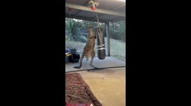 Rescued Kangaroo Kicks Punching Bag