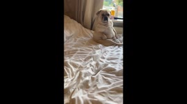 Diva Dog Sits With Paw on Hip