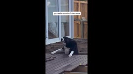 Double dog fail: Aussie pups take a tumble through construction porch