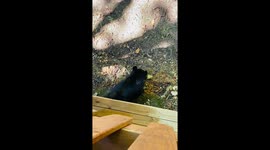 A Bear Stopped to Scratch Its Back on My Porch