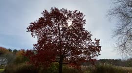 Wind Whispers Through Oak Tree