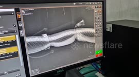 Cobra trapped in children's toy