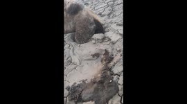 Excavator rescues stranded camel in remote Chinese desert