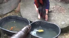 Zookeepers in ghost costumes feed animals Halloween treats in Thailand