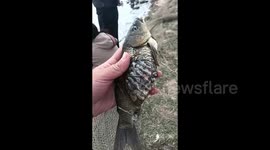 Chinese fisherman baffled by hollow-bellied fish still wriggling with life