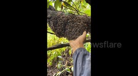 Brave man hoping to domesticate bees scoops swarm into his bag